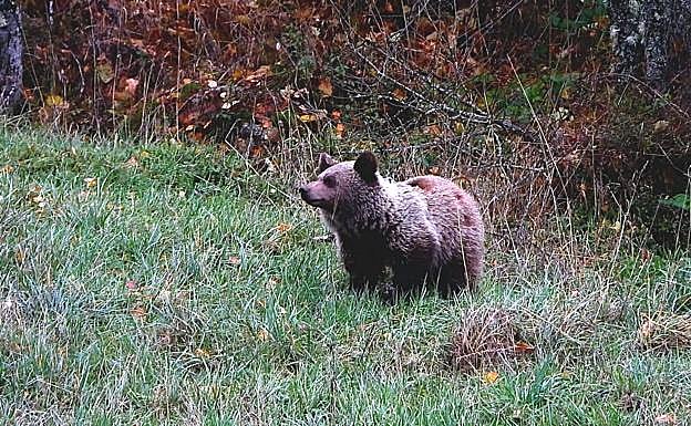 El osezno Martín ha sido reintegrado en la naturaleza en la zona de Igüeña, de donde procedía.