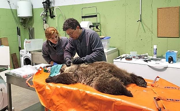 Chequeo veterinario realizado al osezno en los últimos días.