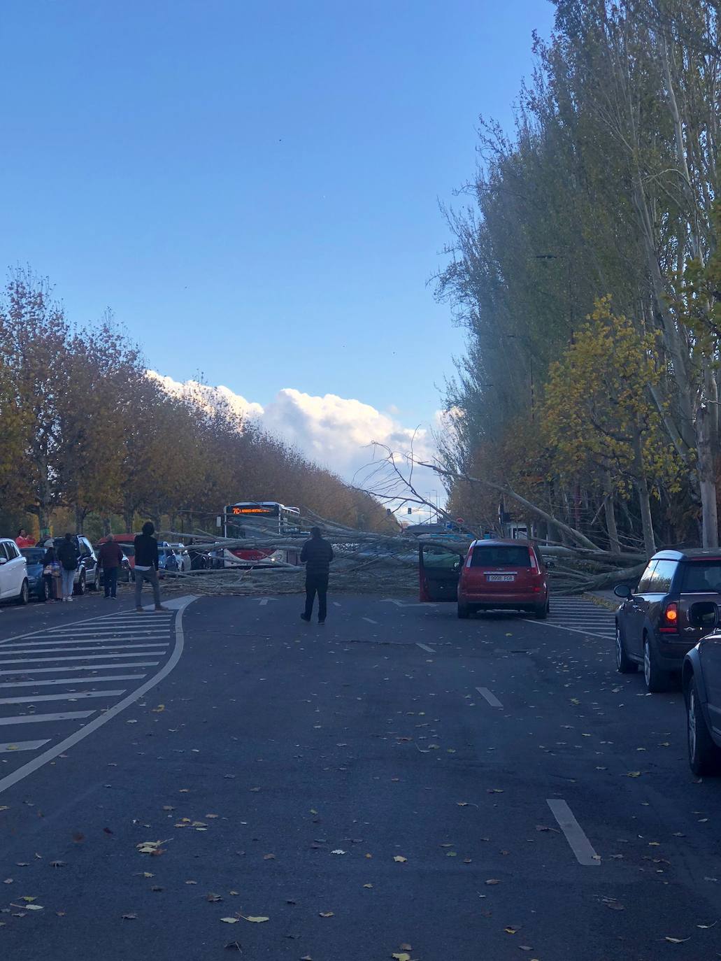 El intenso viento de este jueves deja los parques de la ciudad cerrados para evitar accidentes y obliga a cortar la Avenida Sáez de Miera para retirar el árbol caído.