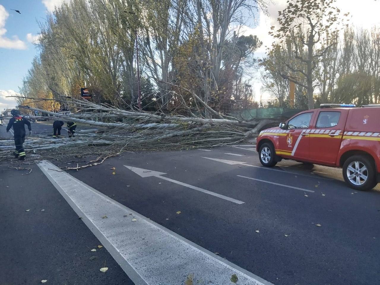 El intenso viento de este jueves deja los parques de la ciudad cerrados para evitar accidentes y obliga a cortar la Avenida Sáez de Miera para retirar el árbol caído.