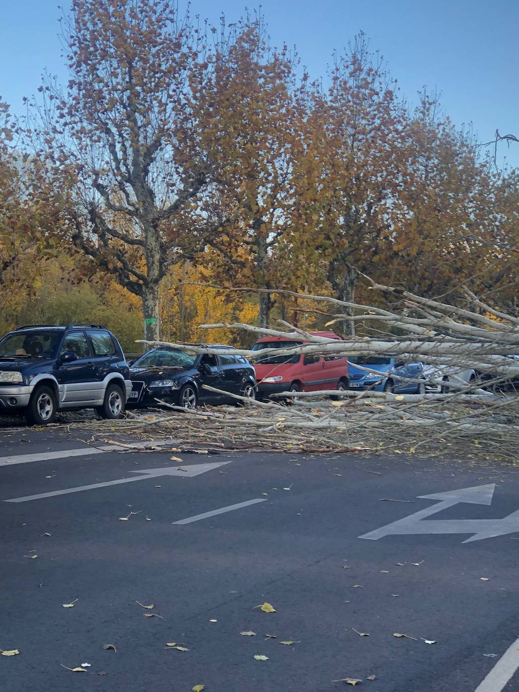 El intenso viento de este jueves deja los parques de la ciudad cerrados para evitar accidentes y obliga a cortar la Avenida Sáez de Miera para retirar el árbol caído.