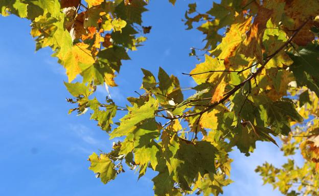 Hojas al sol en un frío de día de noviembre en la capital leonesa. 