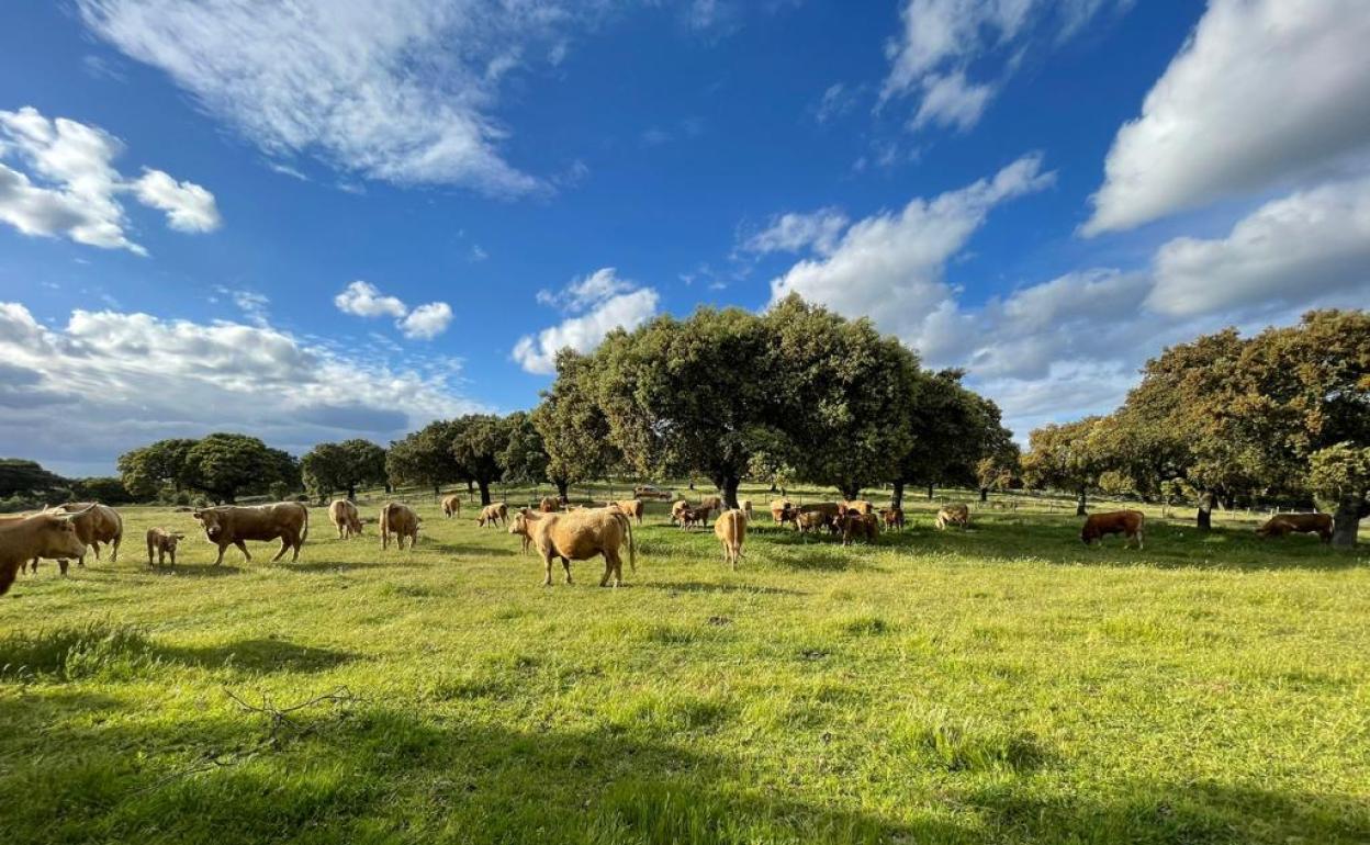 Unas vacas aprovechan los pastos. 