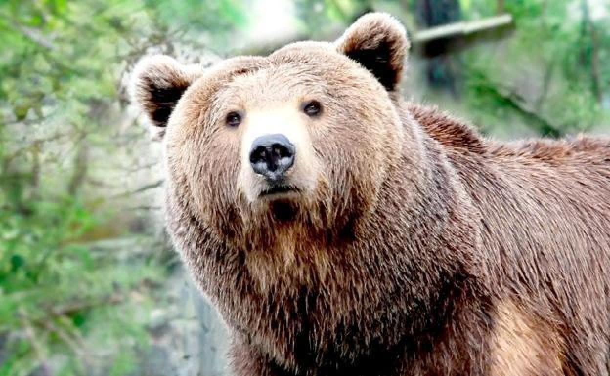 Medio Ambiente repartirá 85.760 euros entre 134 beneficiarios para instalar pastores eléctricos que prevengan los daños del oso pardo.