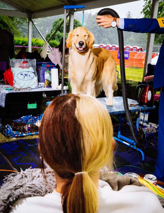 Vixen, una Golden Retriever, se prepara antes de competir en el 146.º espectáculo anual del Westminster Kennel Club en Tarrytown, Nueva York, el 22 de junio.