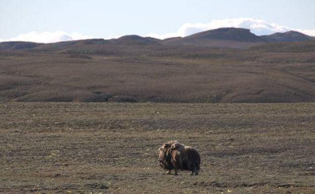 Misk öküzü bugün Grönland'ın kuzeyinde yaşayan az sayıdaki memelilerden biridir.