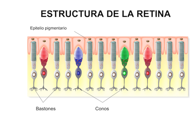 Estructura de la retina.