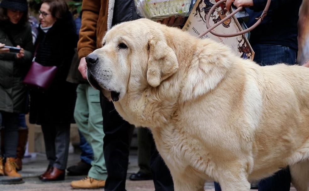 Superviviente I de Carranca de Hierro se alzó con el primer premio de macho adulto.