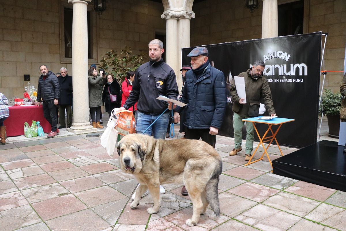 Fotos: Entrega de premios del XXIX Campeonato de León de mastines