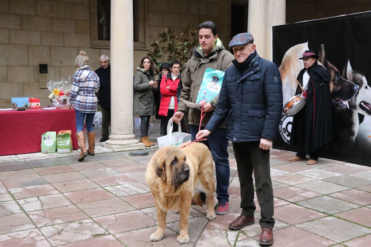 Fotos: Entrega de premios del XXIX Campeonato de León de mastines