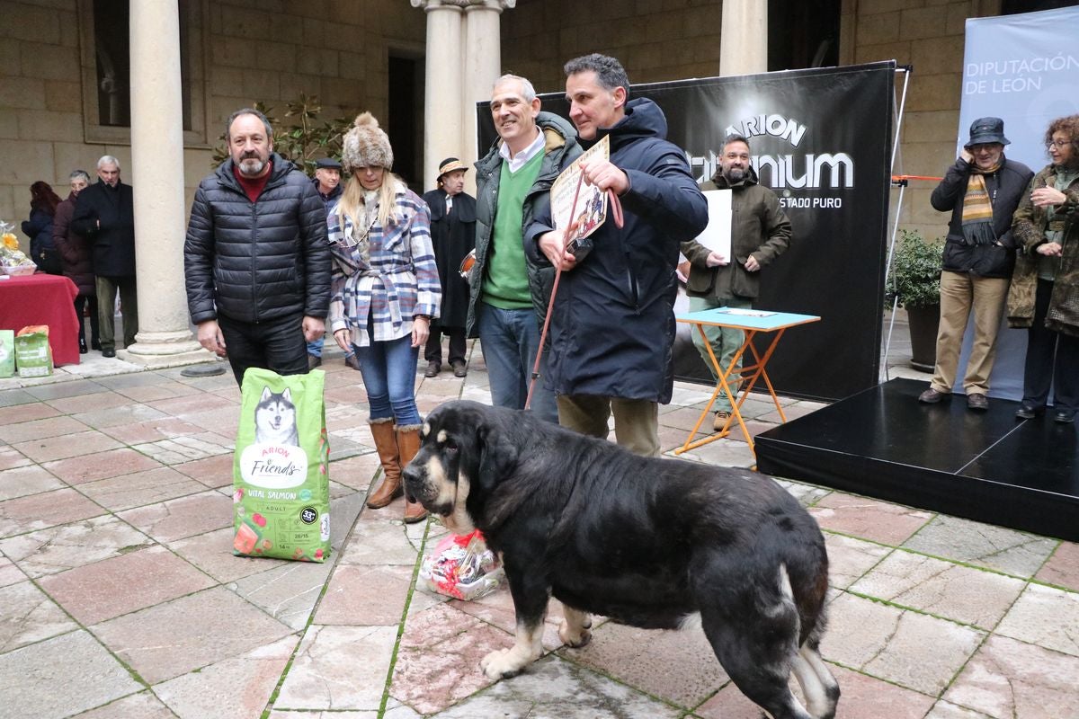 Fotos: Entrega de premios del XXIX Campeonato de León de mastines