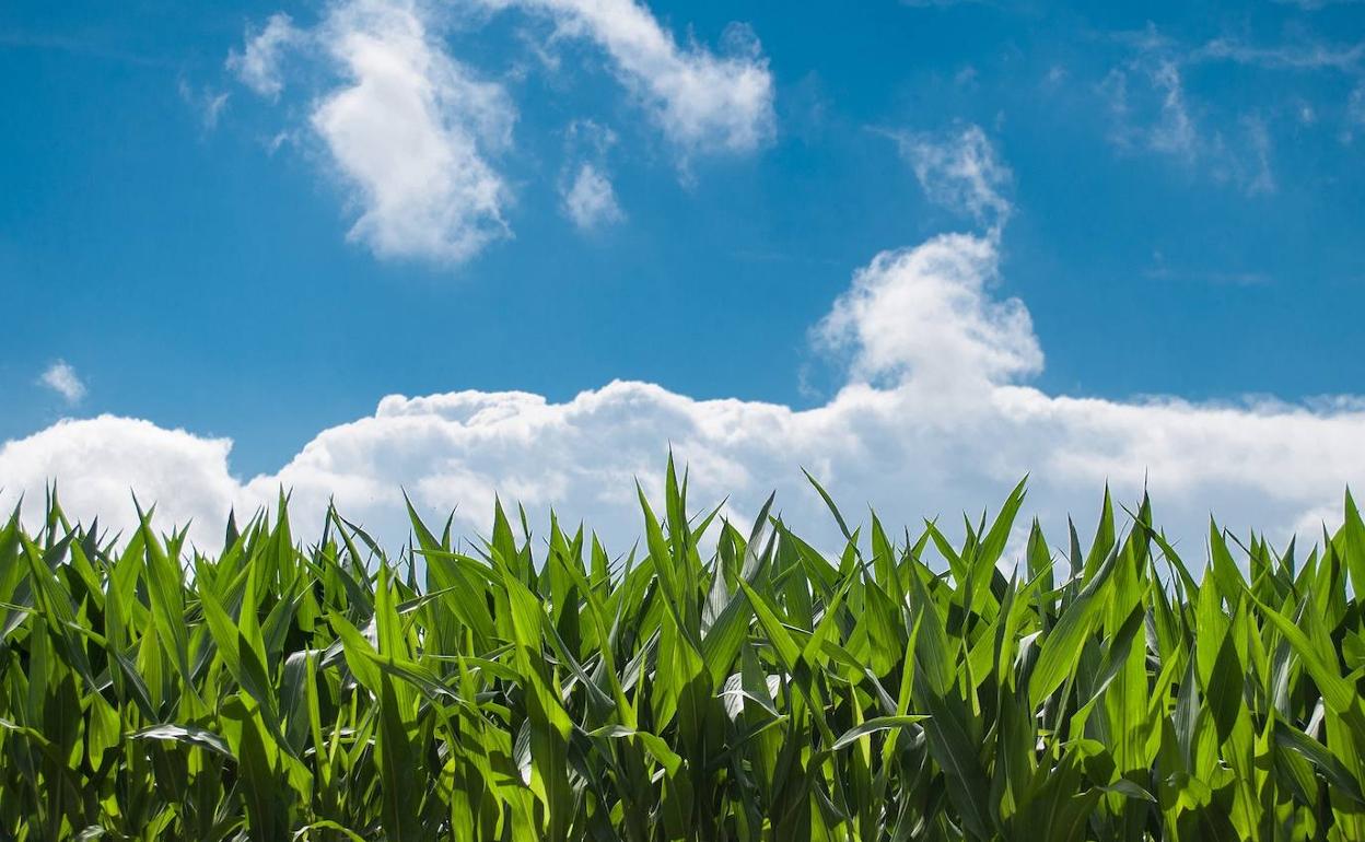 UCCL pide cambios sustanciales en la normativa PAC antes de su aprobación.