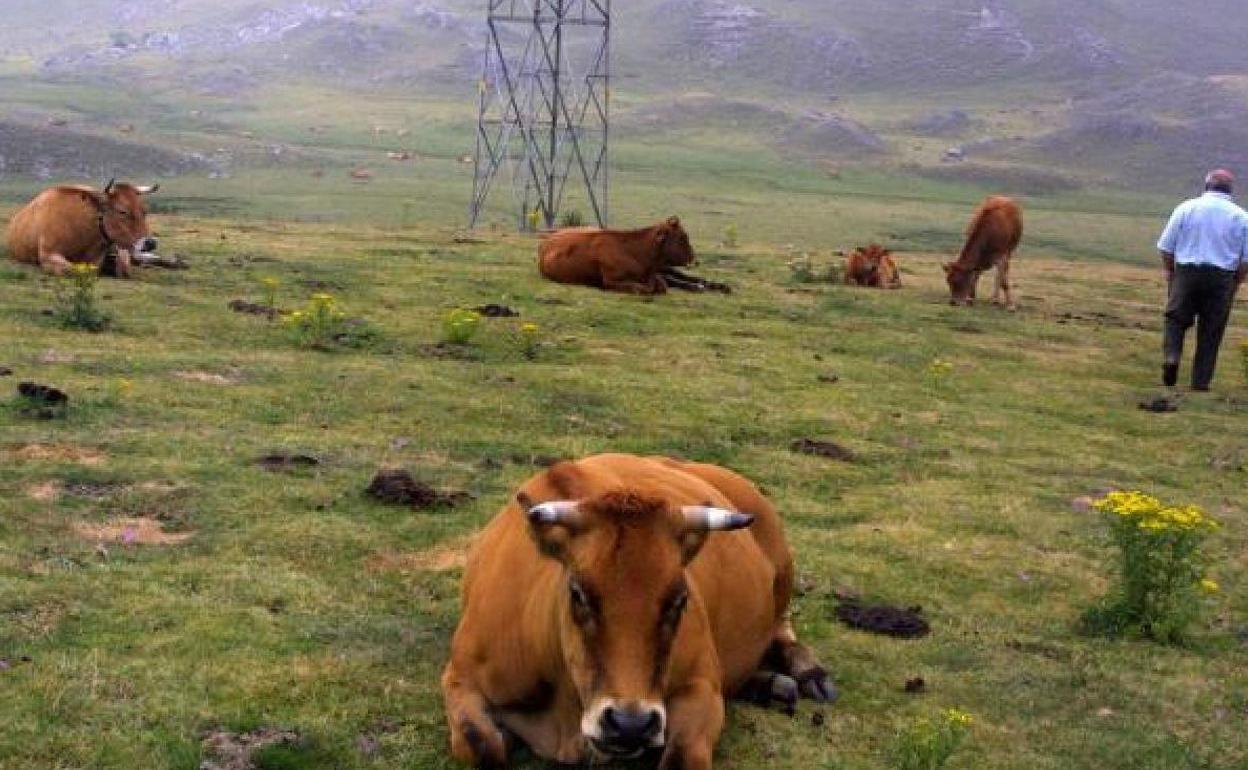 Un ganadero vigila a las vacas que pastan y descansan en la montaña leonesa. 