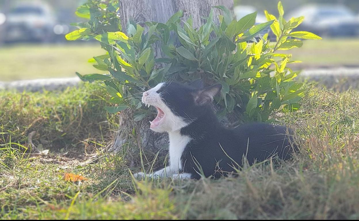 IU también pide responsabilidad para que no se abandonen animales. 