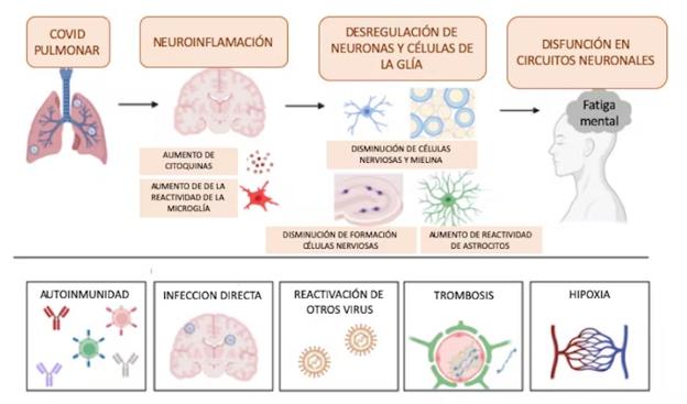 Figura 2. Posibles mecanismos causantes del daño neuronal por covid persistente. Traducido y adaptado por Mercedes Jiménez a partir de 'The neurobiology of long COVID', Monje et Iwasaki, Neuron 2022