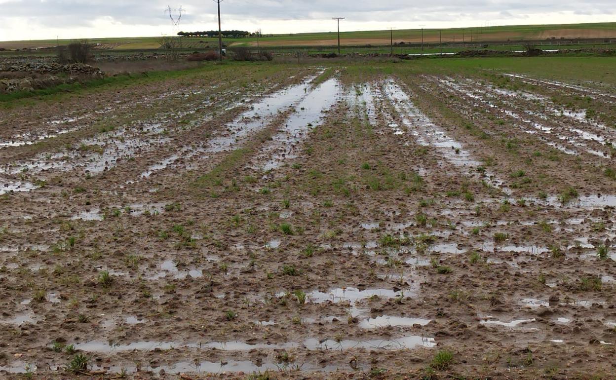 Tierra sembrada de cebada esta sementera, inundada por el agua en Aldearrodrigo, Salamanca. 