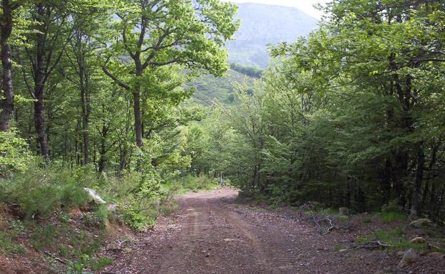 Las Cerezalas, parte de la pista forestal de la ruta del Puerto de Lloradas, en León