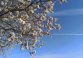 Los árboles comienzan a florecer a una semana del inicio oficial de la primavera.