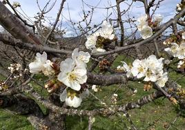 Cerezos en flor en Corullón.