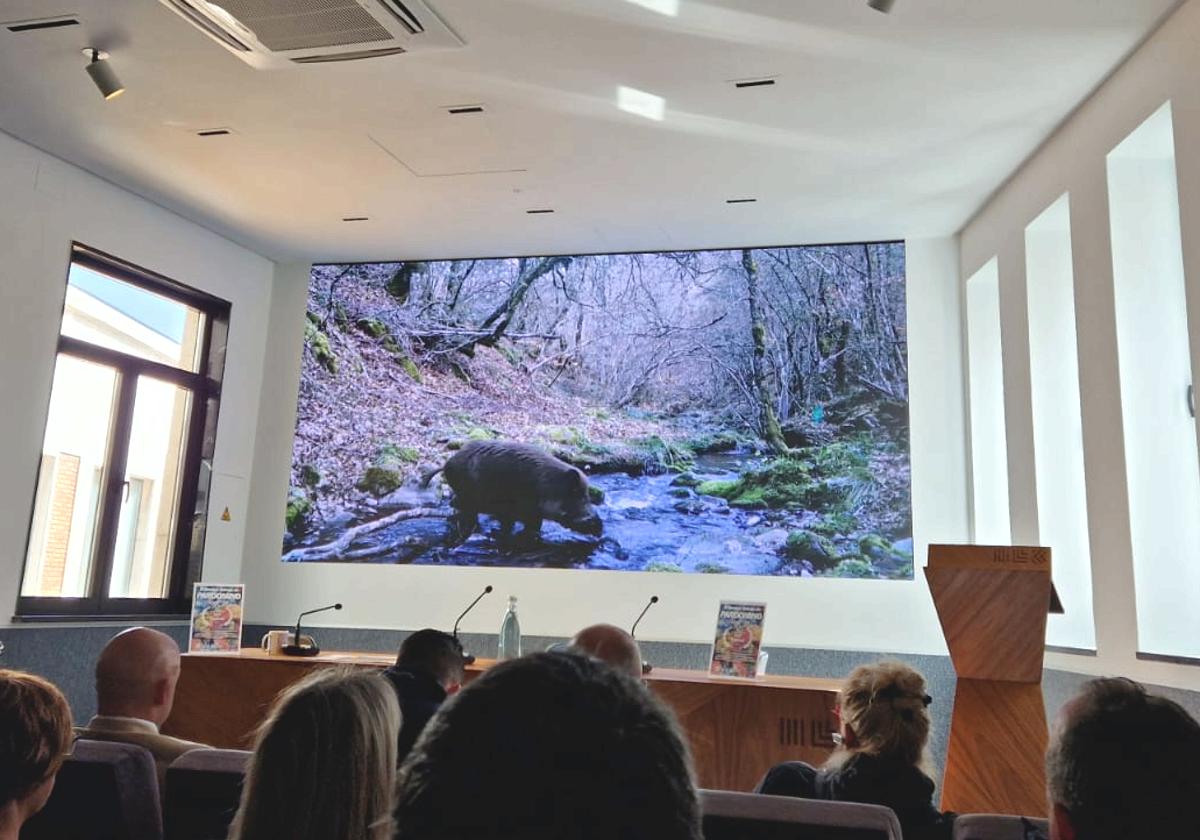 La vida secreta del Bosque Salvaje de Pardomino aporta novedosos e imprescindibles datos sobre la población de osos, la dinámica poblacional del lobo o la forma de vida de jabalís o rebecos.