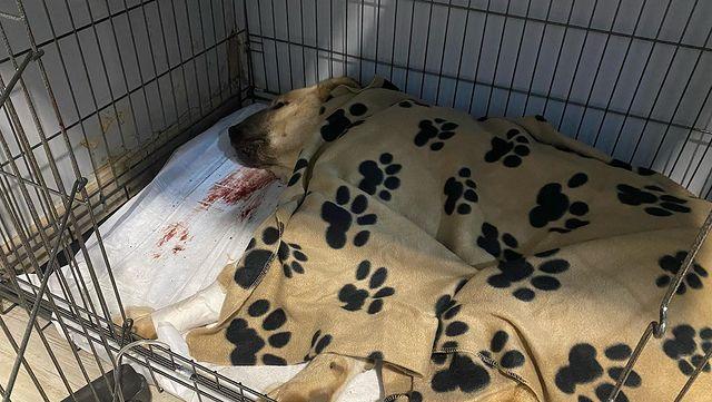Un perro mastín enterrado vivo en Piedrafita de Babia
