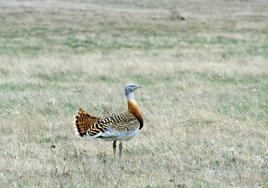 Avutarda en las lagunas de Villafáfila.