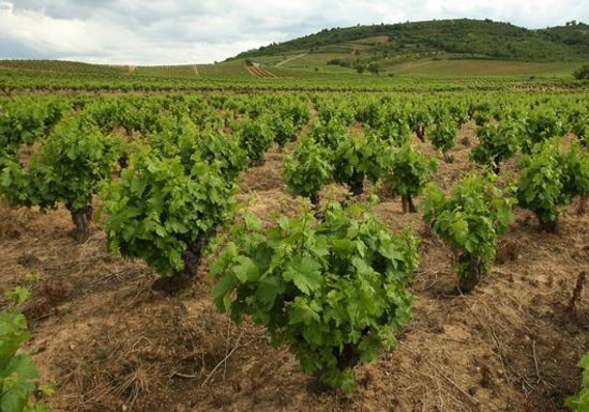 Viñedos en Castilla y León.