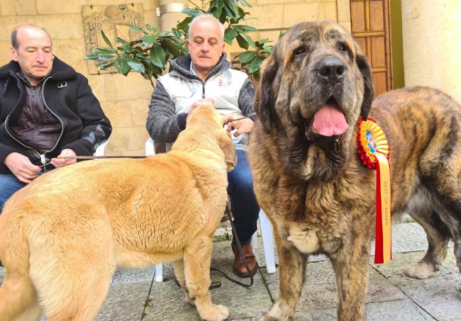 Un perro mastín leonés durante el acto celebrado en el Palacio de los Guzmanes.