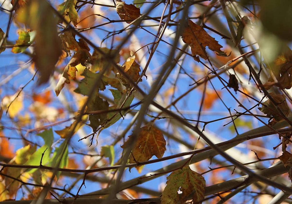 El tiempo mejora de cara al último día de la semana.