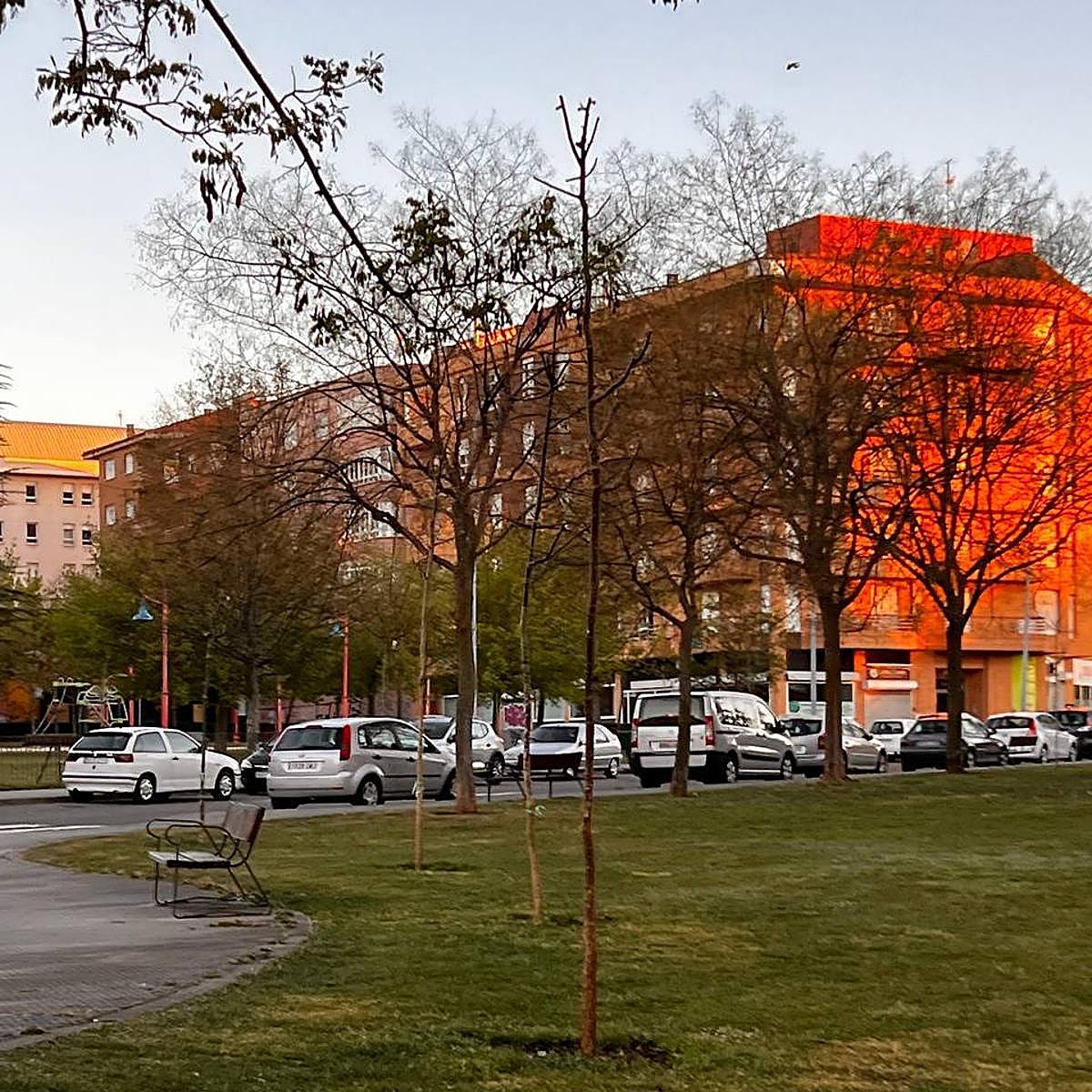 Árboles repuestos en la ciudad.