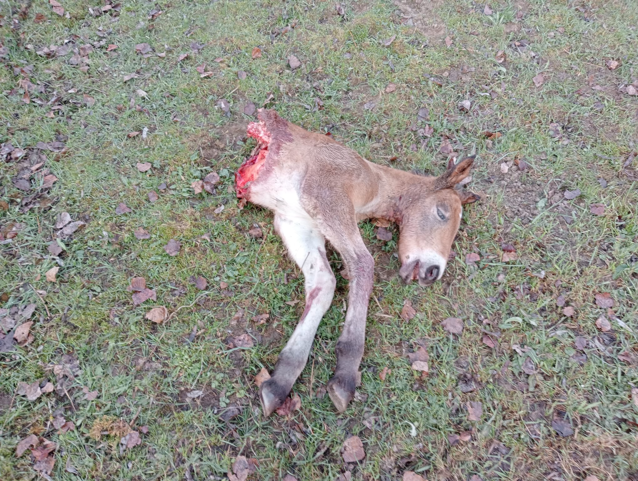 Ataque de lobos a una yeguada en León