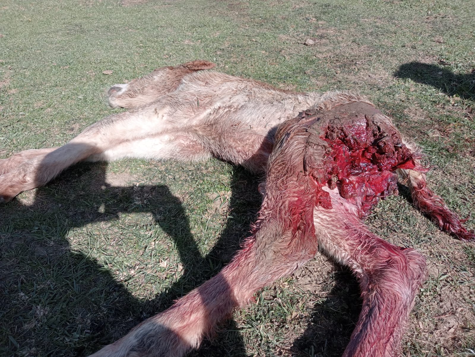 Ataque de lobos a una yeguada en León