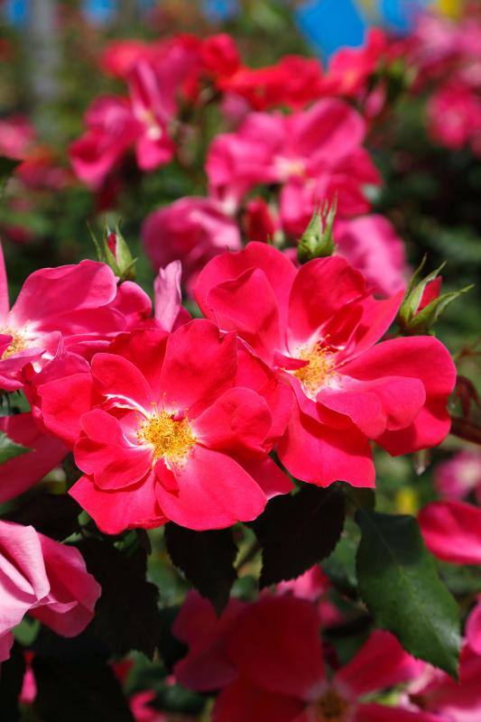 La Rosa Peregrina recorrer el Camino de Santiago en León