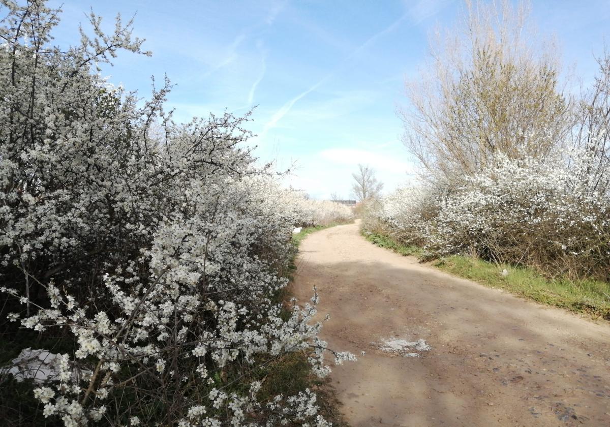 La primavera se ha adelantado en la provincia