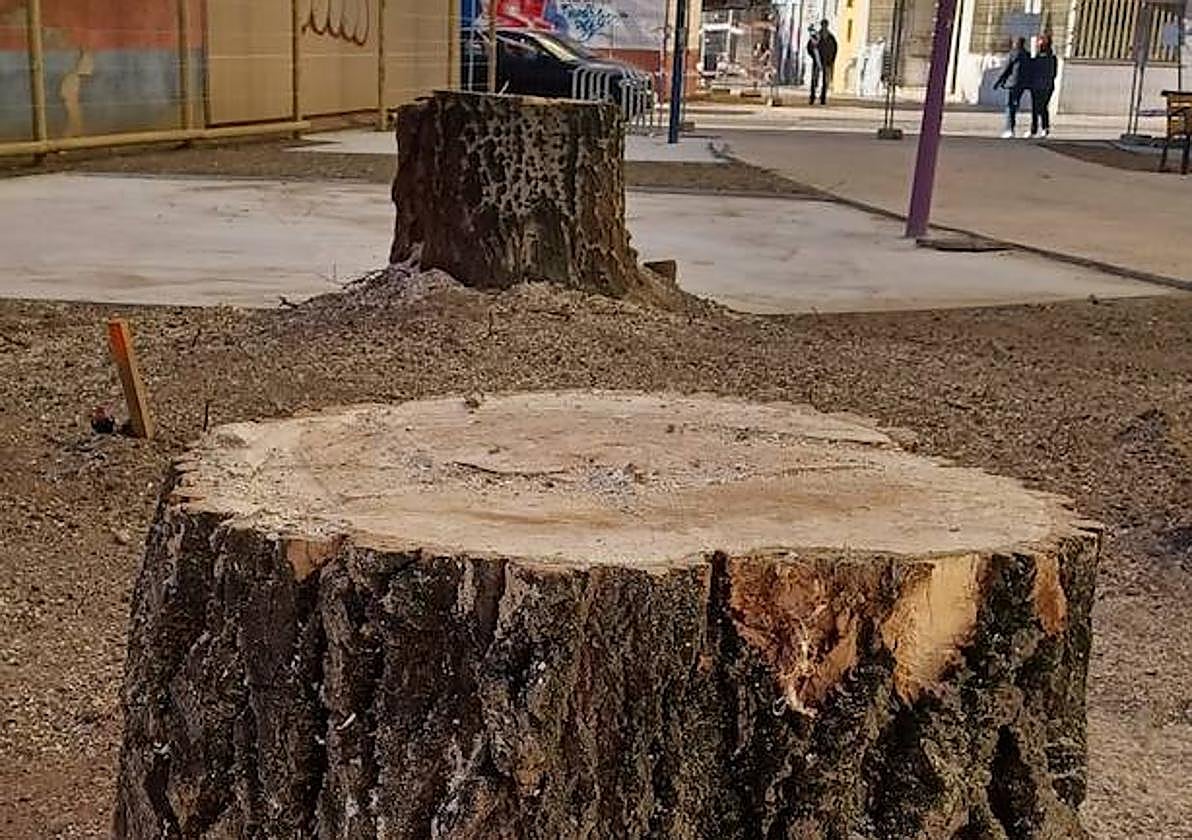 Los álamos talados en San Mamés.