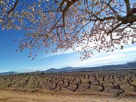 Adelanto de la primavera en el Bierzo