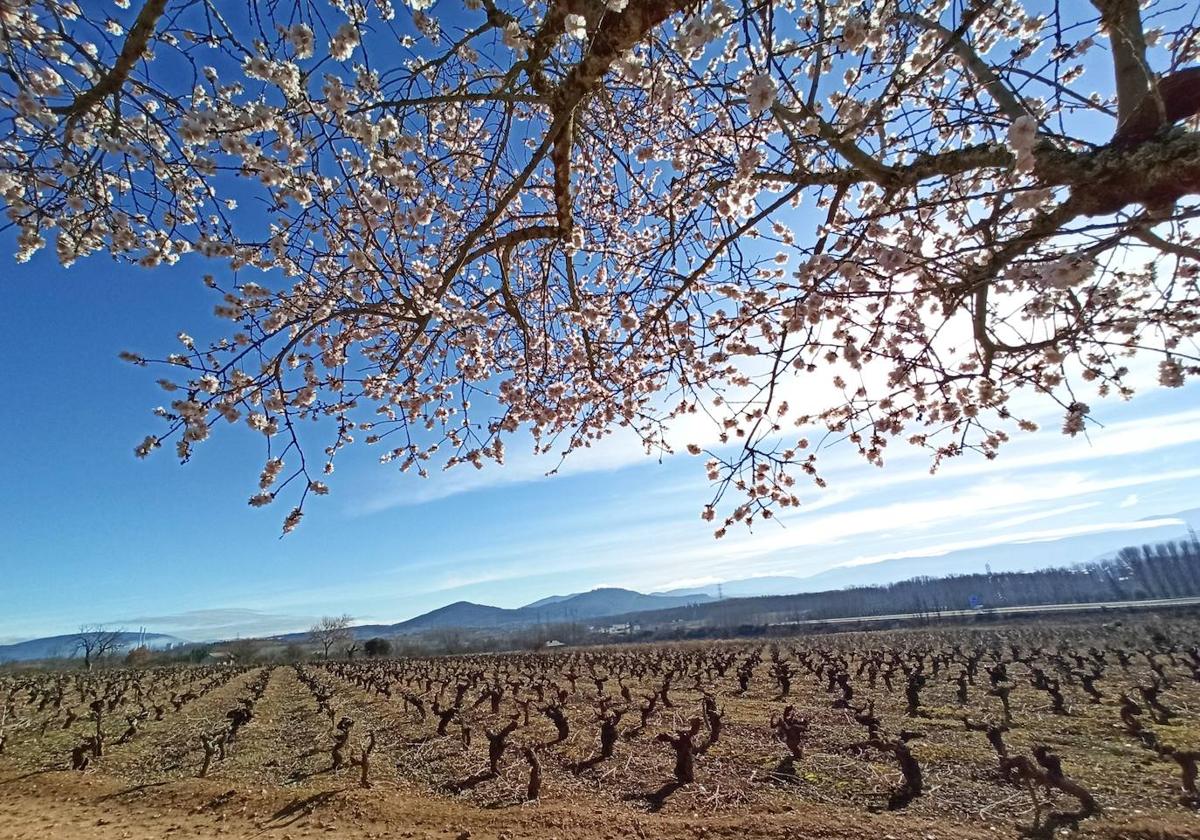 Adelanto de la primavera en el Bierzo