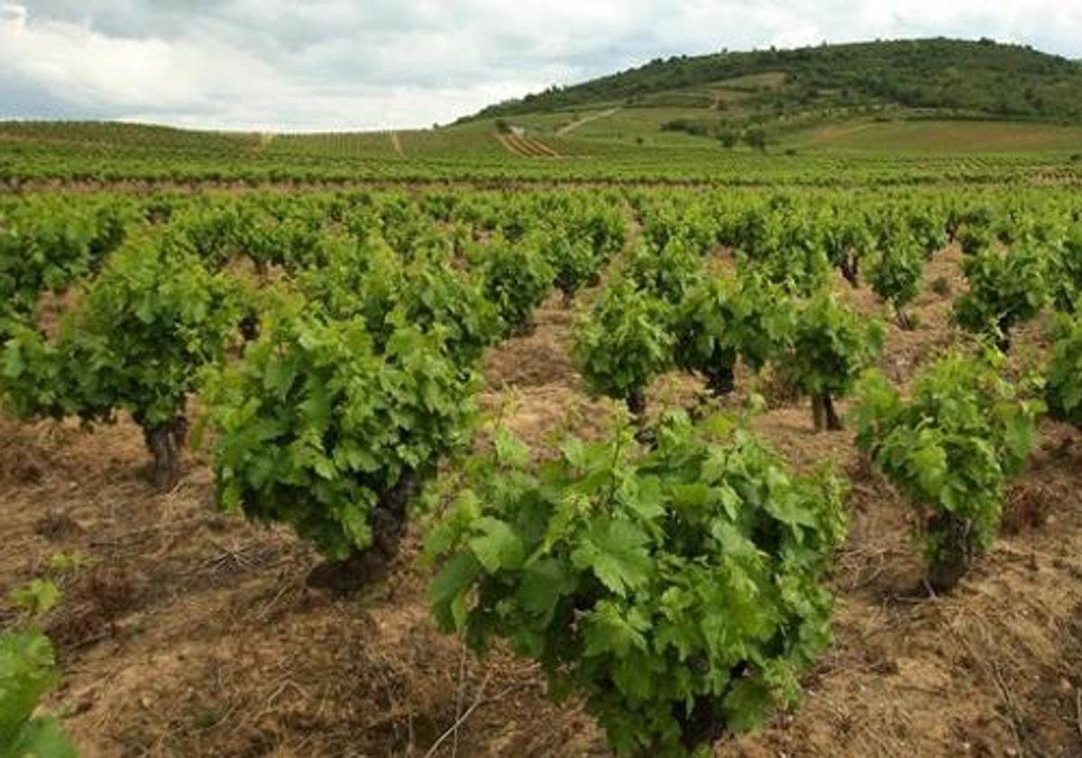 Ayudas para la cosecha en verde de viñedos.