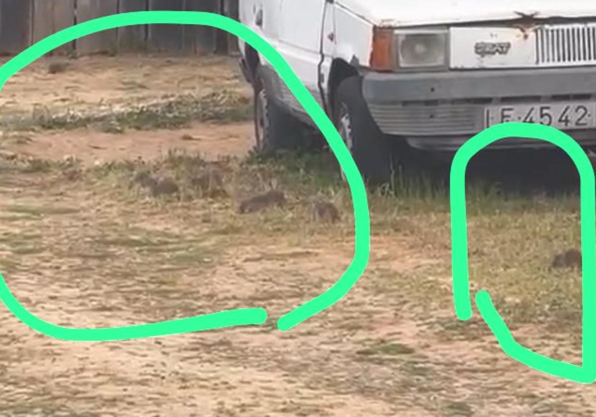 Vecinos de San Andrés denuncian una «plaga» de ratas «de grandes dimensiones» en un solar