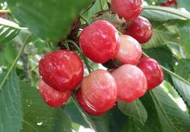 Cerezas del Bierzo.