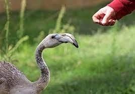 Los animales son tratados en estos centros para que puedan volverse a reintegrar en su hábitat.