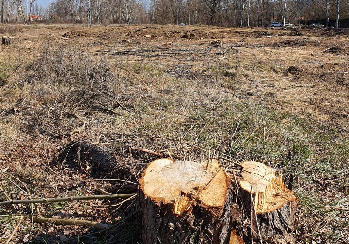 Imagen tomasa por Ecologistas en la zona en la que se ha realizado la corta.