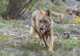 Lobo en la cordillera cantábrica.