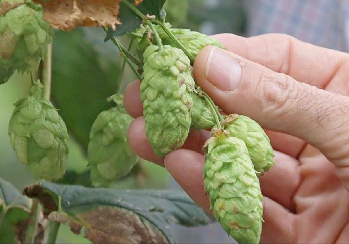 Los empresarios del Órbigo temen que las presas acaben con el cultivo del lúpulo en la zona.