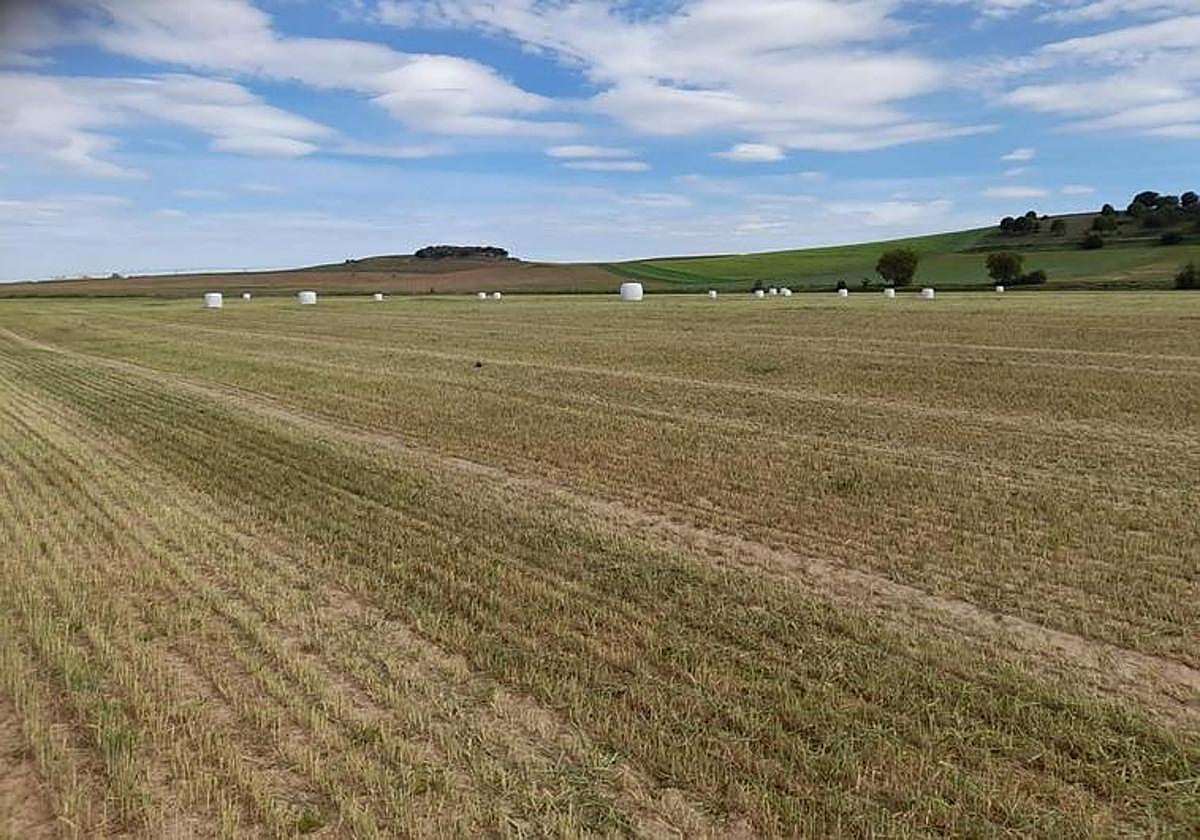 Cebada en un secano de la provincia de Valladolid.