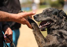 Imagen de un perro carea en una actividad de la feria.