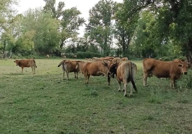 Vacas en Cubillas de Arbas.