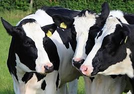 Vacas lecheras en una imagen de archivo.