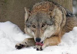 Un lobo en Castilla y León.