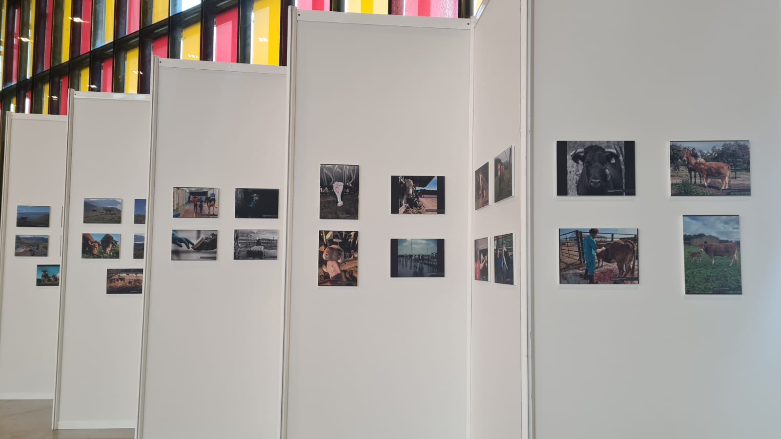 XVV Congreso Internacional de Medicina Bovina en León